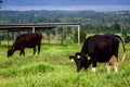 Cows on a green field