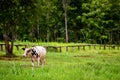 Cows on a green field