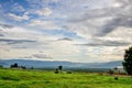 Cows on a green field