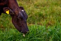 Cows on a green field