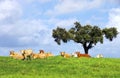 Cows on green field Royalty Free Stock Photo