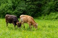 Cows on a green field. Summer time. Royalty Free Stock Photo