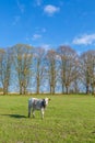 cows at the green fresh meadow in morning light Royalty Free Stock Photo
