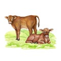 Cows on the green grass. Hand drawn illustration. Cute couple of farm animal. Brown hair cow laying, standing on the Royalty Free Stock Photo