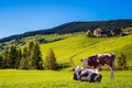 Cows on the green grass hillside Royalty Free Stock Photo