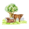 Cows on the green grass under the tree. Countryside landscape scene. Hand drawn illustration. Cute couple of farm animal Royalty Free Stock Photo