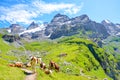 Cows on green hills in Swiss Alps near Kandersteg. Rocks and mountains in background. Switzerland summer. Alpine landscape. Sunny Royalty Free Stock Photo