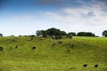 Cows in a green Irish field field pasture with a bright blue sky Royalty Free Stock Photo