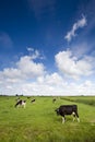 Cows on green meadow