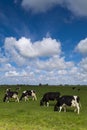 Cows on green meadow