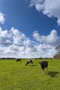 Cows on green meadow Royalty Free Stock Photo