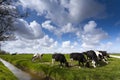 Cows on green meadow Royalty Free Stock Photo