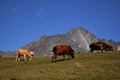 Cows on a green meadow