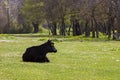 Cows on green meadow