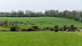 Cows in a green meadow. The green hills of Ireland. A picturesque rural area in the south of the island of Ireland. Farmland. Royalty Free Stock Photo