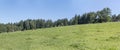 cows on green meadows near shore at Rottachsee Alpine lake, Oy-Mittelberg, Germany