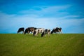 Cows in green pasture Royalty Free Stock Photo