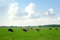 Cows on green pasture