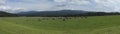 Cows in green pasture