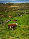 Cows on a green pasture in Chilean Patagonia. Royalty Free Stock Photo