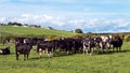 A cows on a green pasture of a dairy farm in Ireland. A green grass field and cattle under a blue sky. Agricultural landscape, cow Royalty Free Stock Photo