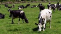 A cows on a green pasture on a sunny spring day. Grazing cows on a dairy farm. Cattle. Irish agriculture, agricultural landscape.