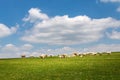 Cows on green pasture under blue sky with clouds Royalty Free Stock Photo