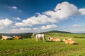 Cows on the green pasture under blue sky with clouds Royalty Free Stock Photo