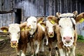 Cows in Gridewald, Switzerland