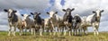 Cows group in front row, a black and white herd together in a field, happy and joyful and a blue cloudy sky, a panoramic wide view Royalty Free Stock Photo