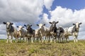 Cows group in front row, a black and white herd together in a field, happy and joyful and a blue cloudy sky Royalty Free Stock Photo