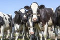 Cows group playing in a field, happy and joyful and a blue sky, heads next to each other and a belt around their face Royalty Free Stock Photo