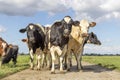 Cows in a group together on a path, in a field in front row, a black and white herd, happy and joyful and a blue sky Royalty Free Stock Photo