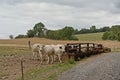 Herd of cows along a feeder in the Wallonian countryside