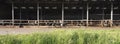 cows in half open barn behind spring flowers in grass Royalty Free Stock Photo