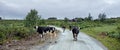 cows in hallingskarvet national park of norway Royalty Free Stock Photo