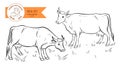 Cows. Hand drawn sketch. Vector illustration