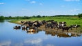 Cows having a bath in river, countryside landscape with cattle pasture