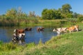 Cows having bathe in Ukrainian river Merla Royalty Free Stock Photo