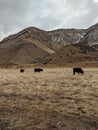 Cows having breakfast with a view Royalty Free Stock Photo