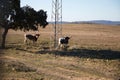 Cows in a hay field, grazing on green grass on a cow farm, a beautiful landscape of cows in the countryside in any season of the Royalty Free Stock Photo