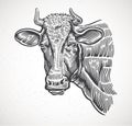 Cows head, in a graphic style.