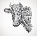 Cows head, in a graphic style. Royalty Free Stock Photo