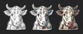 Cows head. Hand drawn in a graphic style. Royalty Free Stock Photo