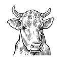 Cows head. Hand drawn in a graphic style.