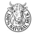 Cows head. 100 Natural Milk. Vintage vector engraving