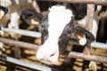 Cows head peeking in the barn Royalty Free Stock Photo