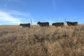 Cows heading for food in a single file line