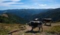 Cows in the heights of the Vosges mountains in France Royalty Free Stock Photo