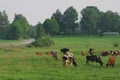 Cows herd. Royalty Free Stock Photo